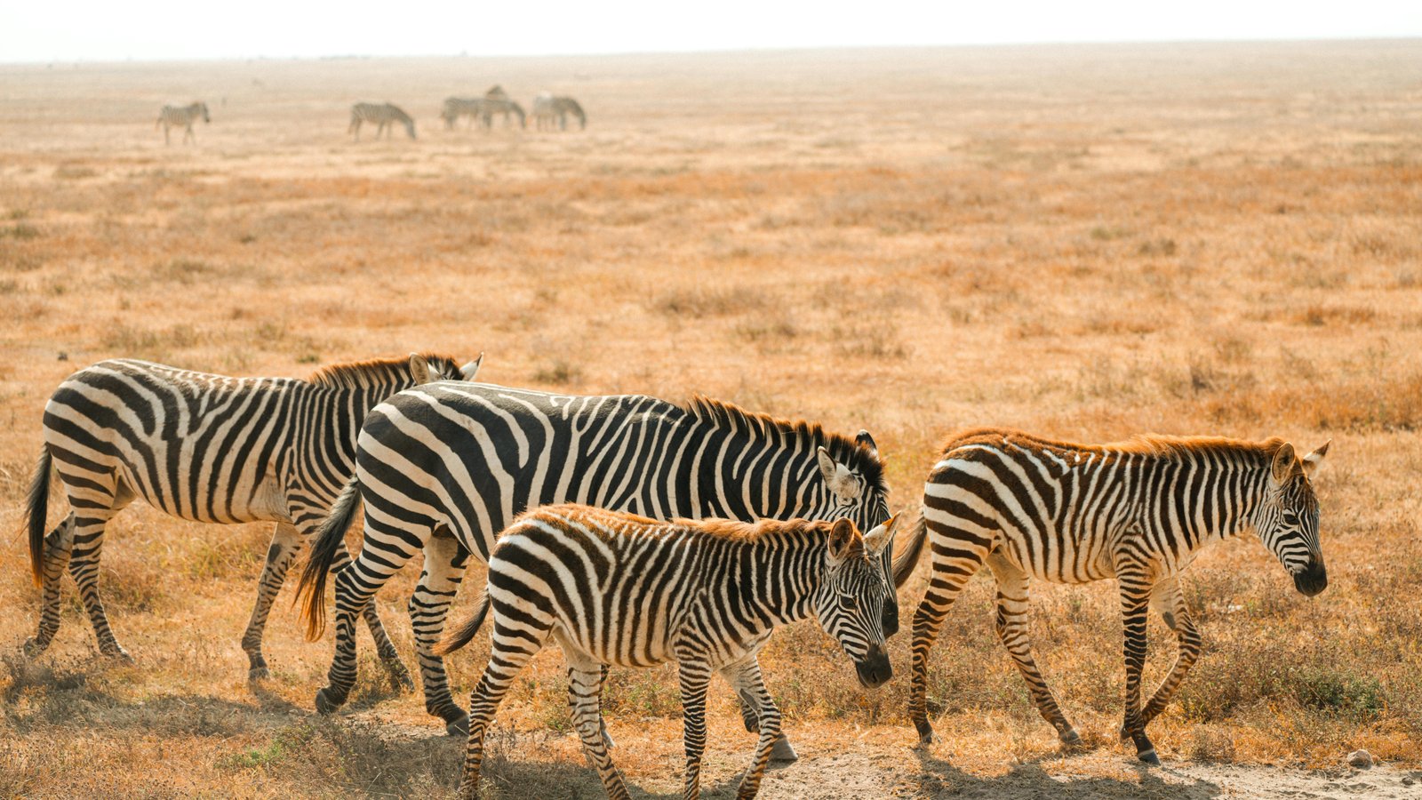 Namibia Safari